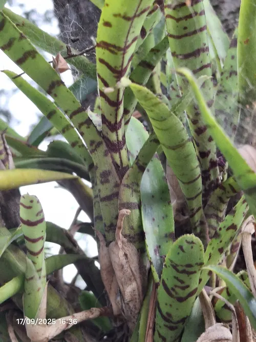 Néorégélia ampullacea (Neoregelia ampullacea)