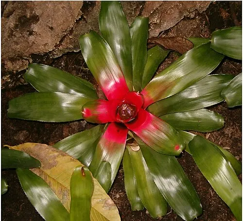 Néorégélia (broméliacée rougissante) (Neoregelia carolinae)