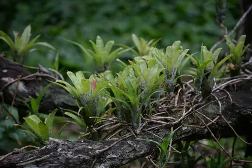 Néorégélia pauciflora (Neoregelia pauciflora)
