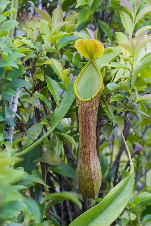 Népenthès ailé (Nepenthes alata)