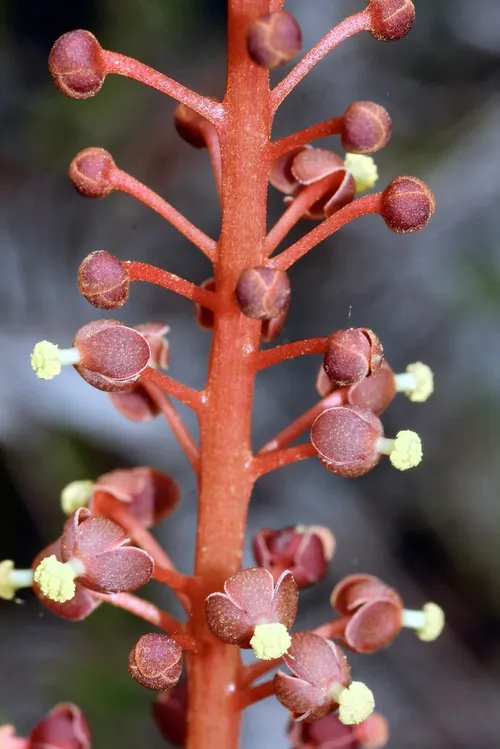 Népenthès gracile (Nepenthes gracilis)