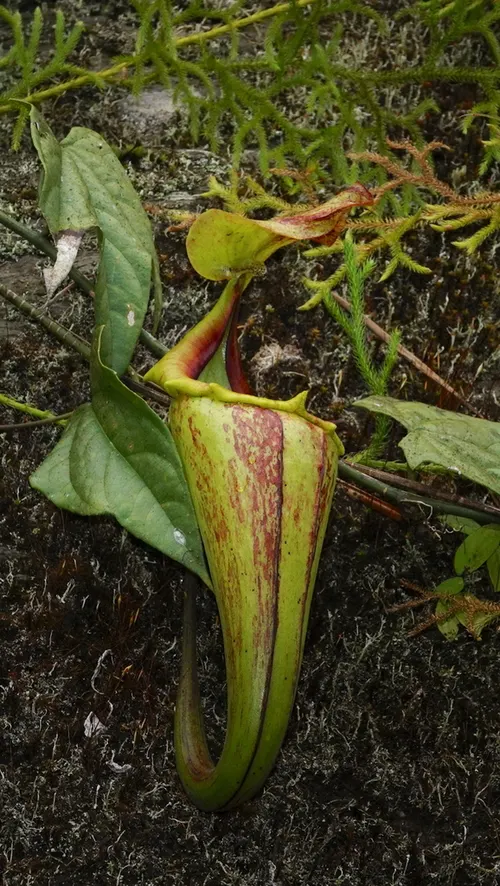 Nepenthes maxima (Nepenthes maxima)