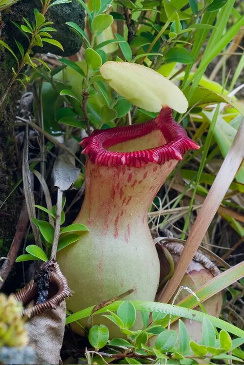 Népenthès (Plante carnivore) (Nepenthes ventricosa)