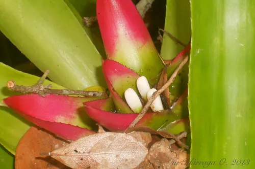 Nidularium (Nidularium innocentii)