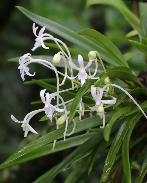 Orchidée de Corée (Neofinetia) (Vanda falcata)