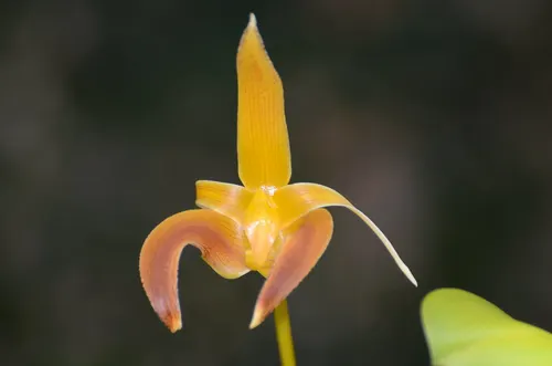 Orchidée de Lobb (Bulbophyllum lobbii)