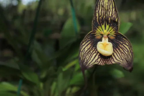 Orchidée-Dracula vampire (Dracula vampira)