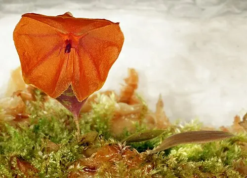 Orchidée miniature à fleurs de télipogeon (Lepanthes telipogoniflora)
