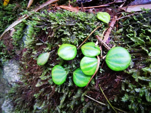 Pépéromia à quatre angles (Peperomia quadrangularis)