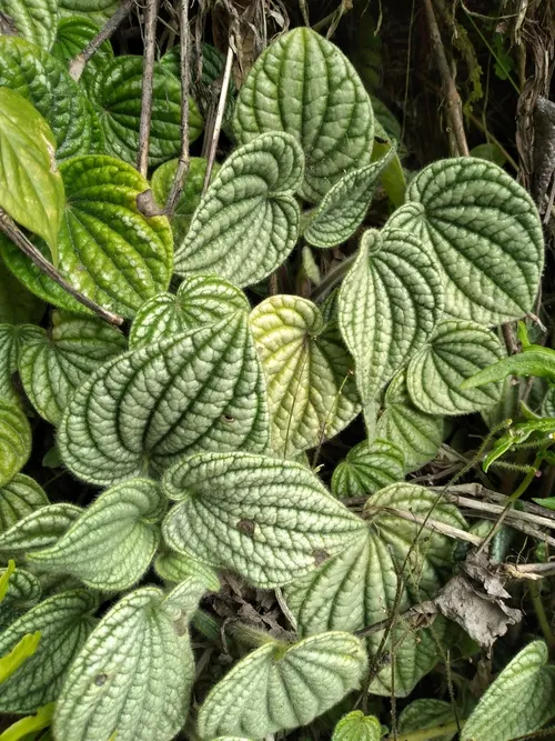 Peperomia albovittata (Piccolo Banda) (Peperomia albovittata)