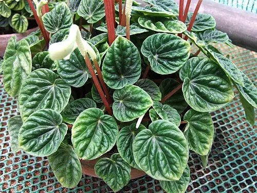 Péperomia gaufré (Peperomia caperata)
