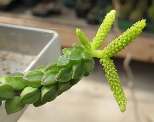Peperomia columella (Peperomia columella)
