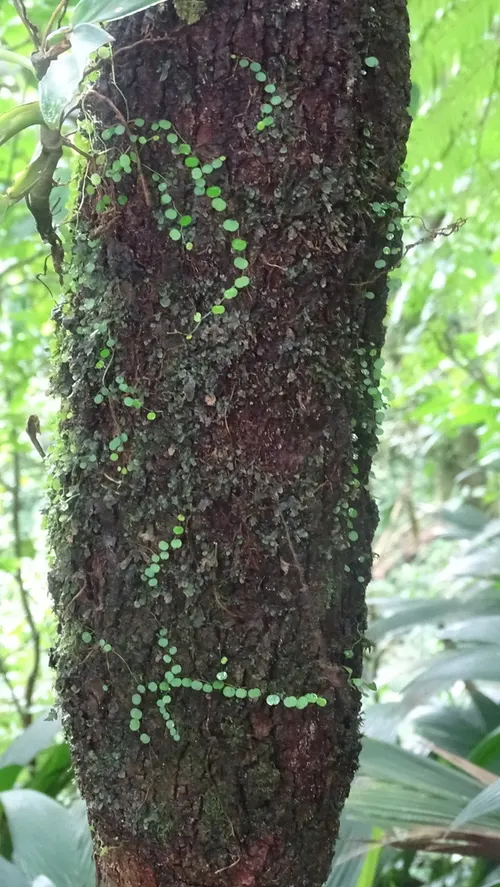 Peperomia emarginella (Peperomia emarginella)