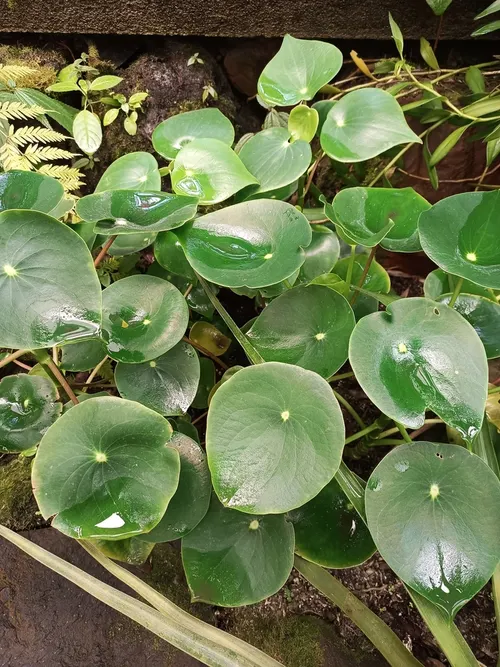 Peperomia goutte-de-pluie (Peperomia polybotrya)