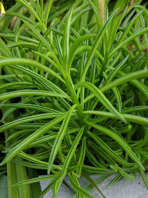 Peperomia haricot (happy bean) (Peperomia ferreyrae)