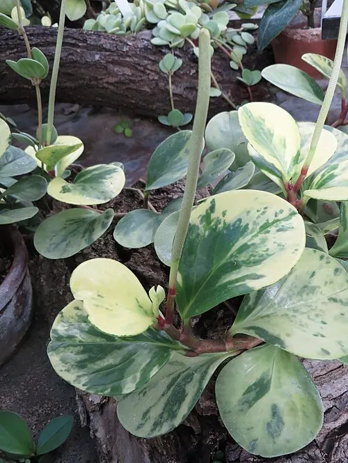 Peperomia à feuilles obtuses (Baby rubber plant) (Peperomia obtusifolia)