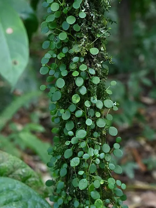 Peperomia rampante (Trailing Jade) (Peperomia rotundifolia)