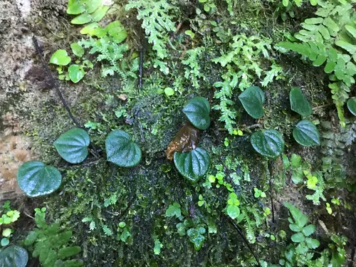Peperomia serpens (Peperomia serpens)