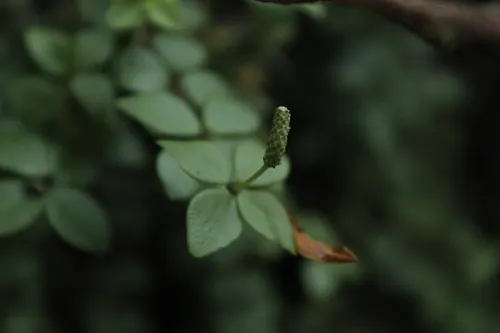Pépéromia verticillé (Peperomia verticillata)