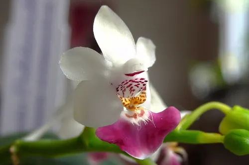 Phalaenopsis de Parish (Phalaenopsis parishii)