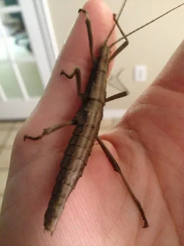 Phasme baton americain (Anisomorpha buprestoides)