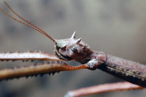 Phasme bâton du Vietnam (Medauroidea extradentata)