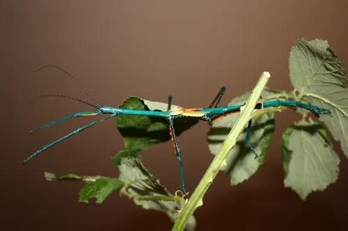 Phasme bleu de Madagascar (Achrioptera fallax)