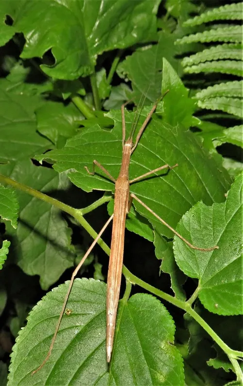 Phasme de Madagascar (Sipyloidea sipylus)