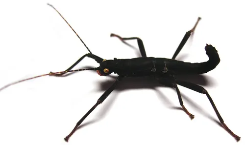 Phasme du Pérou (Peruphasma schultei)