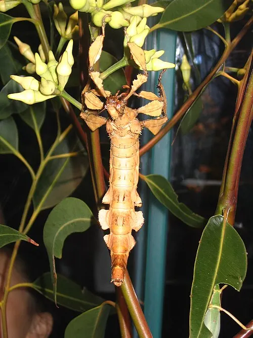 Phasme épineux à tiare (phasme scorpion) (Extatosoma tiaratum)