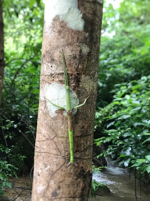 Phasme filiforme du Vietnam (Lopaphus sphalerus)