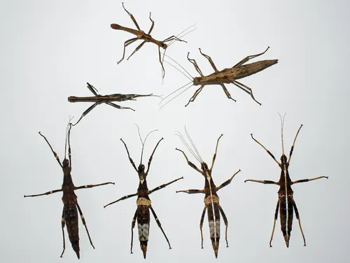 Phasme gaufré (Sungaya inexpectata)