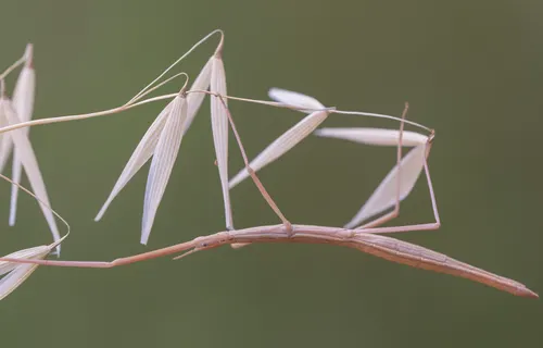 Phasme gaulois (Clonopsis gallica)