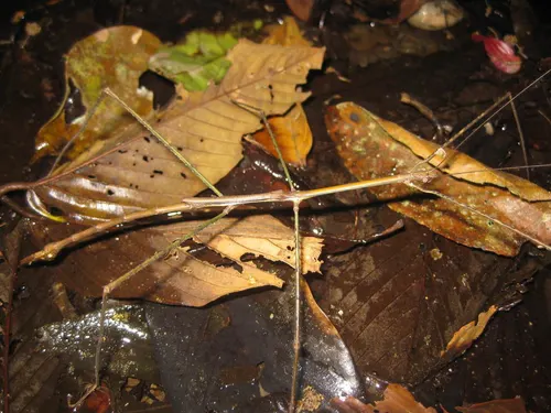 Phasme geant de Malaisie (Phobaeticus serratipes)