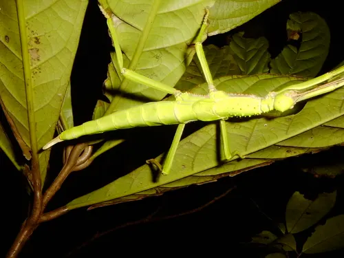 Phasme geant des Antilles (Diapherodes gigantea)