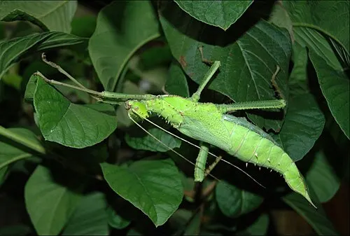 Phasme jungle nymph (Heteropteryx dilatata)