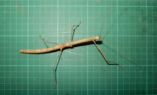 Phasme sorcier (Phaenopharos khaoyaiensis)