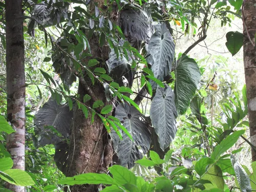 Philodendron gigas (Philodendron gigas)