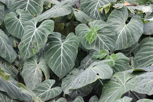 Philodendron gloriosum (Philodendron gloriosum)