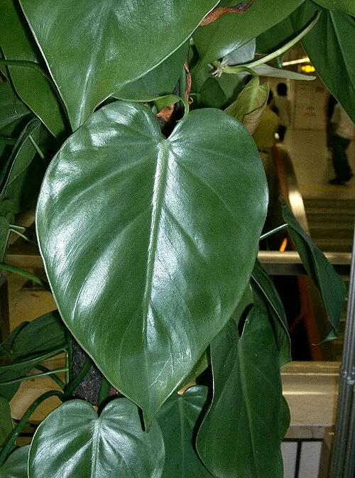 Philodendron grimpant (Philodendron scandens)