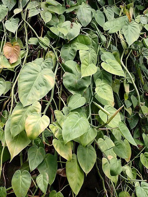 Philodendron grimpant (Philodendron hederaceum)
