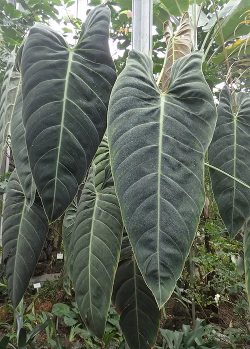 Philodendron melanochrysum (Philodendron melanochrysum)