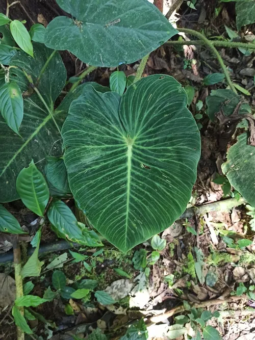 Philodendron pseudoverrucosum (Philodendron pseudoverrucosum)