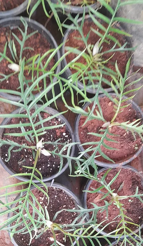 Philodendron squelette (Philodendron tortum)