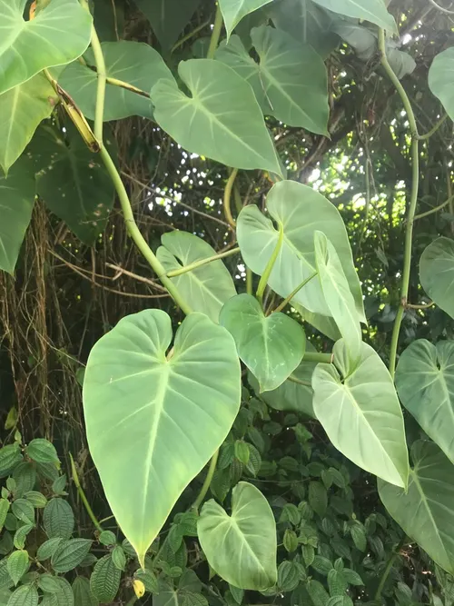 Philodendron velours (micans) (Philodendron hederaceum var. micans)