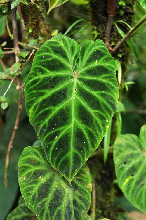 Philodendron velours (Philodendron verrucosum)