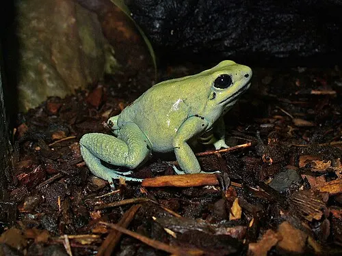 Dendrobate doré (terrible) (Phyllobates terribilis)