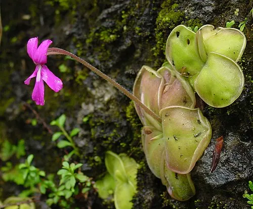 Grassette du Mexique (Pinguicula moranensis)