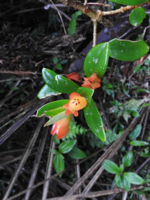 Plante guppy (Nematanthus gregarius)