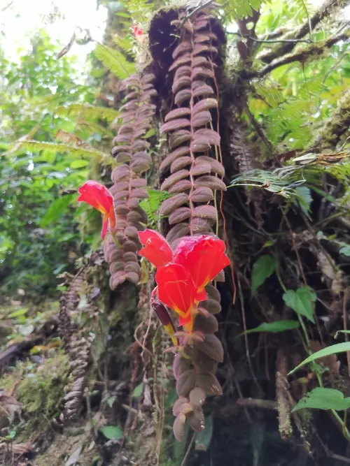 Plante poisson rouge (Columnea gloriosa)